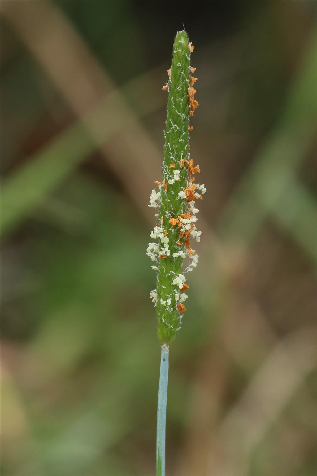 Alopecurus aequalis (door Willem Braam)