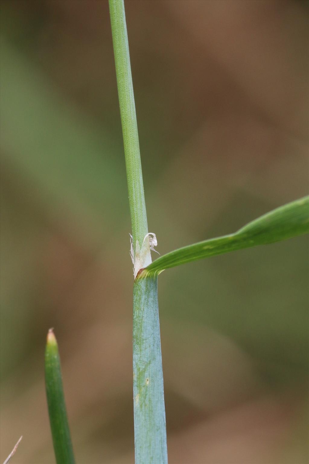 Alopecurus aequalis (door Willem Braam)