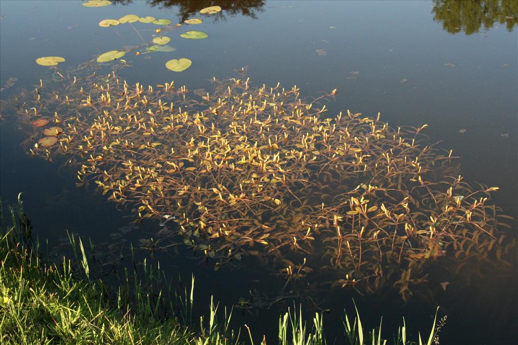 Potamogeton alpinus (door Willem Braam)