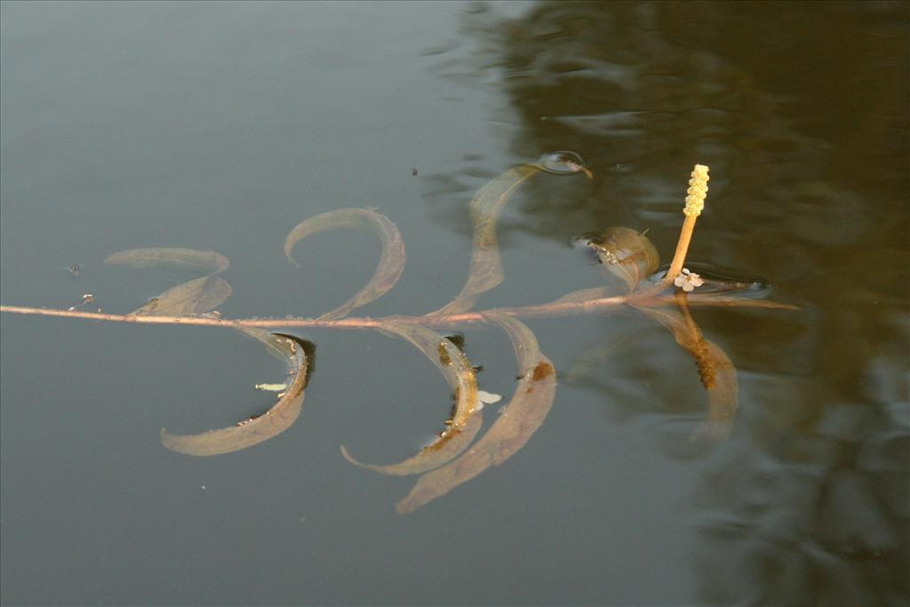 Potamogeton alpinus (door Willem Braam)