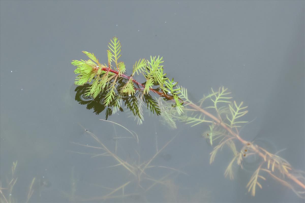 Myriophyllum rubricaule (door Willem Braam)