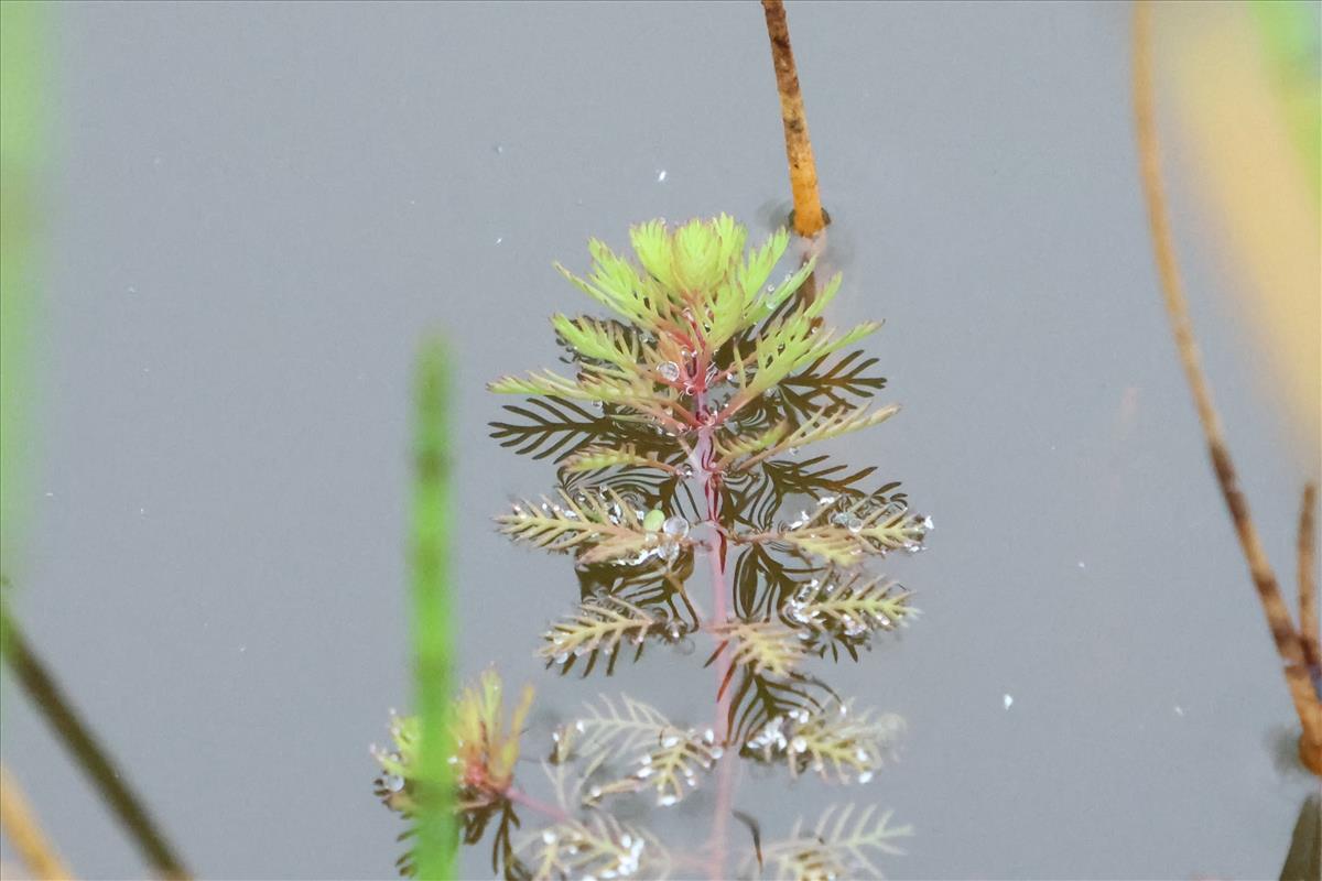 Myriophyllum rubricaule (door Willem Braam)
