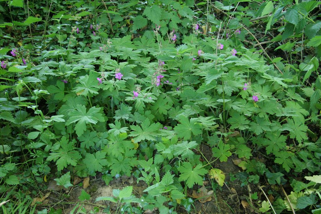 Geranium macrorrhizum (door Willem Braam)