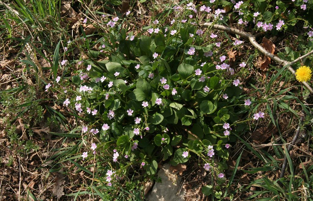 Claytonia sibirica (door Willem Braam)