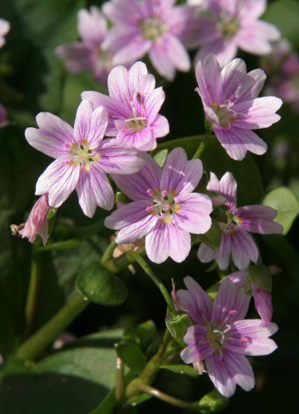 Claytonia sibirica (door Willem Braam)