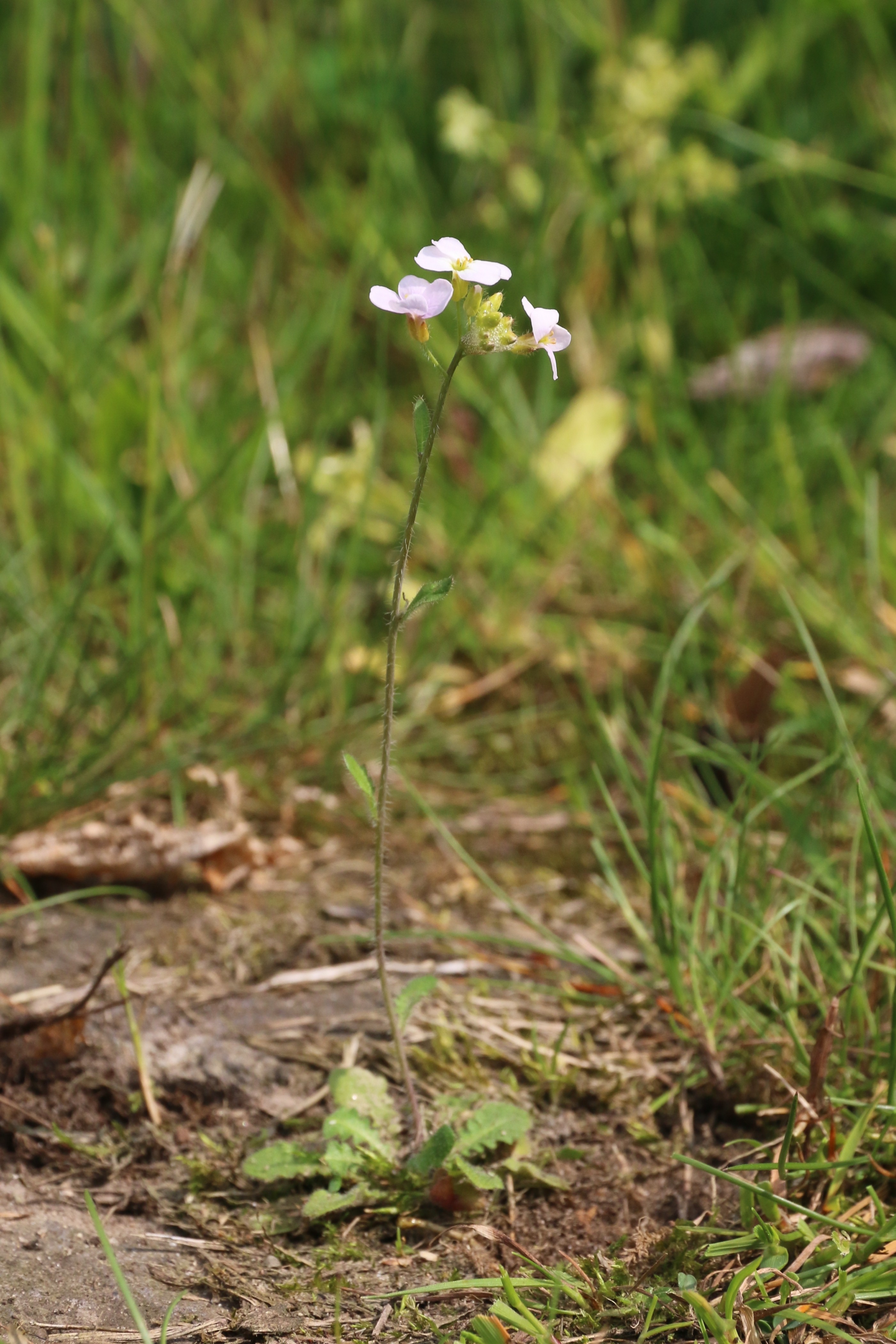 Arabidopsis arenosa (door Willem Braam)