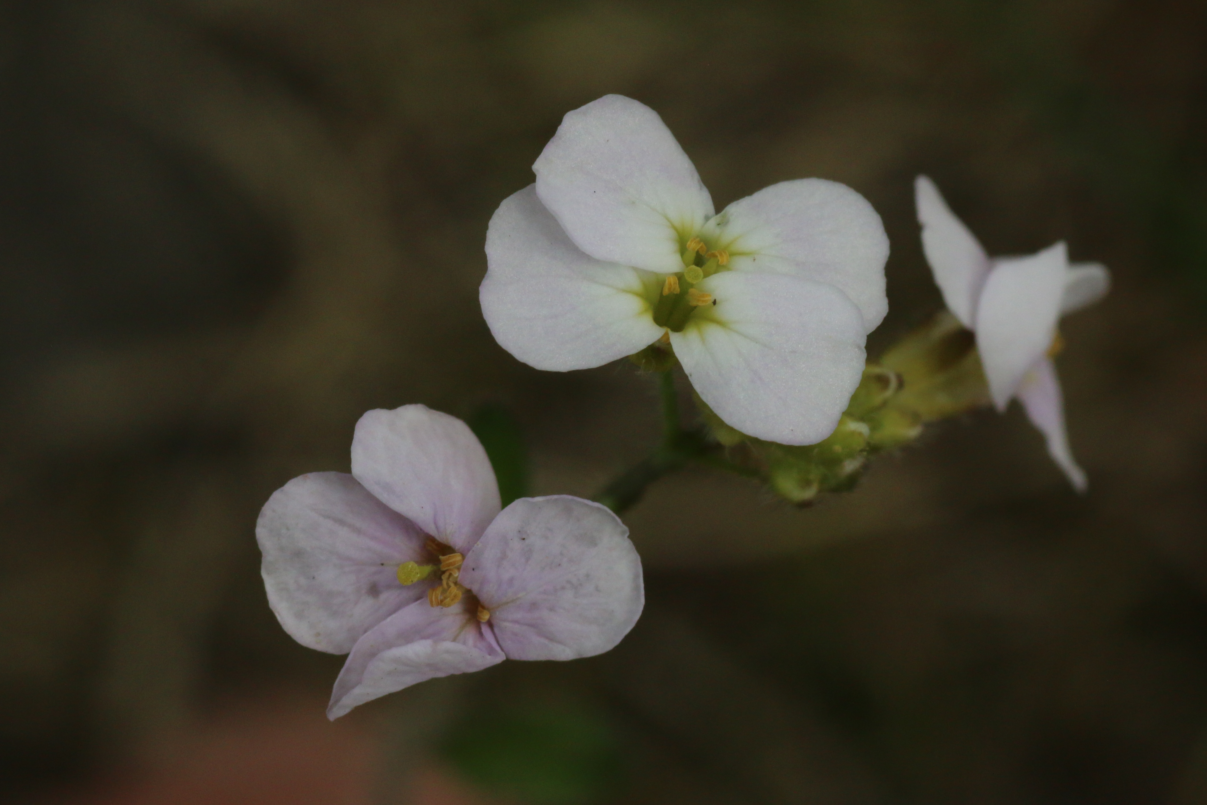 Arabidopsis arenosa (door Willem Braam)