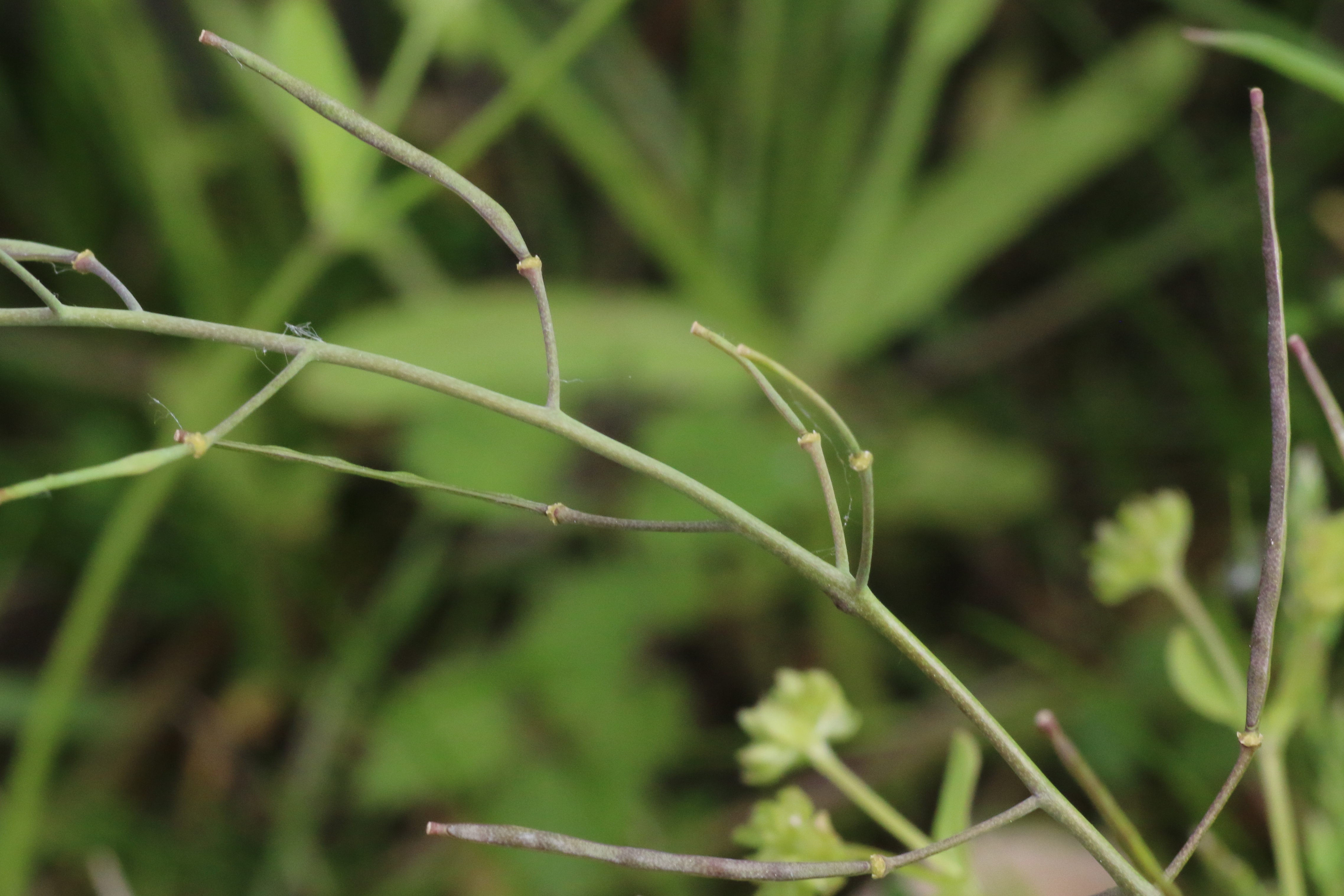 Arabidopsis arenosa (door Willem Braam)