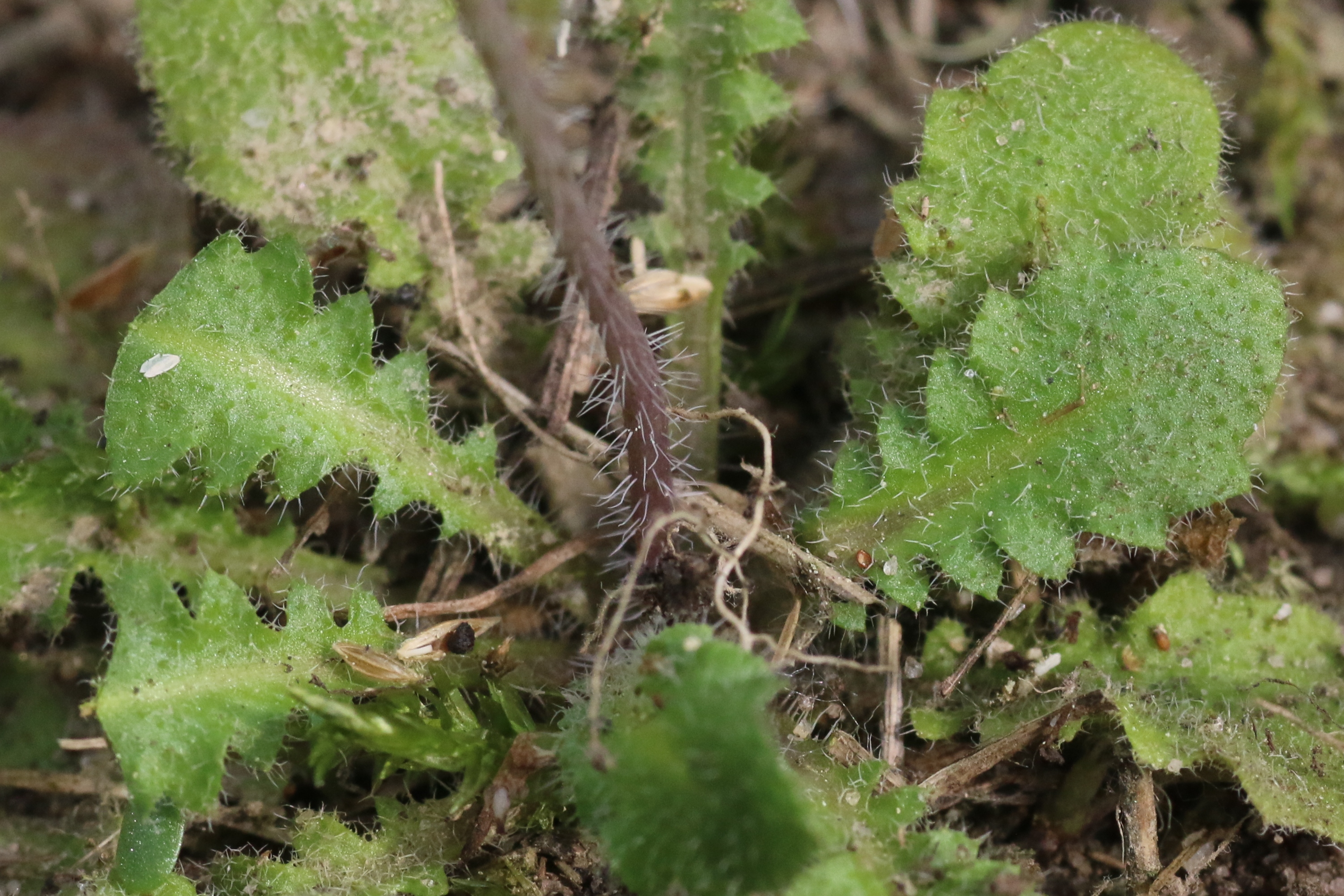 Arabidopsis arenosa (door Willem Braam)