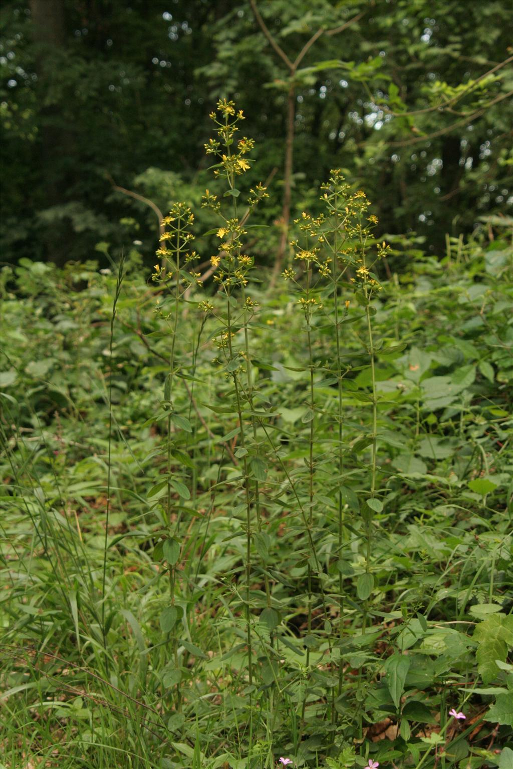 Hypericum hirsutum (door Willem Braam)