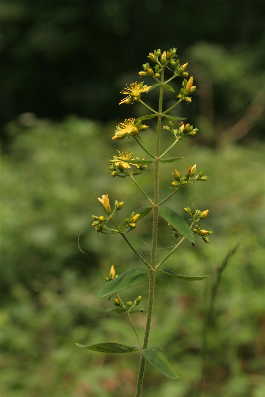 Hypericum hirsutum (door Willem Braam)