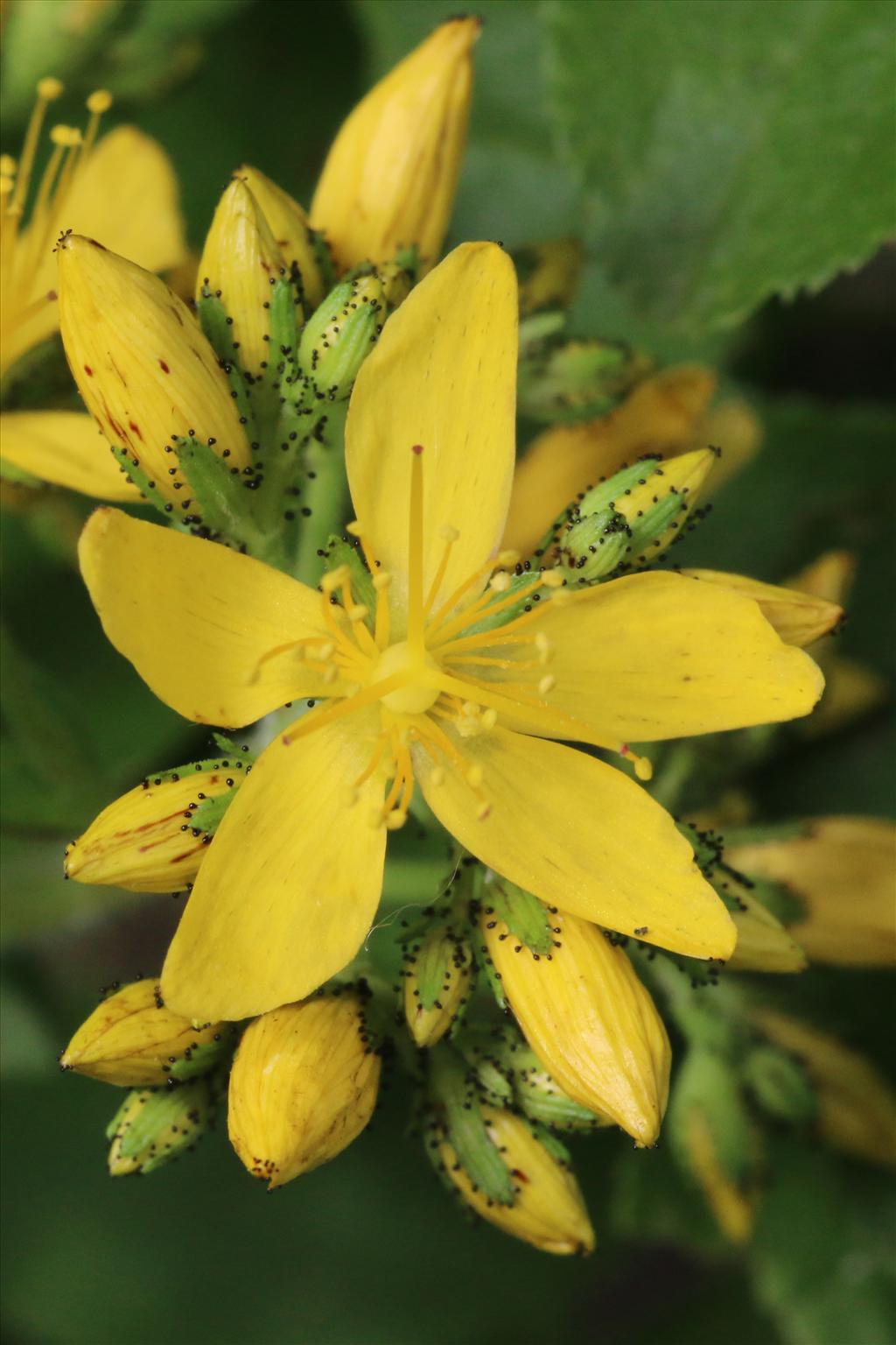 Hypericum hirsutum (door Willem Braam)