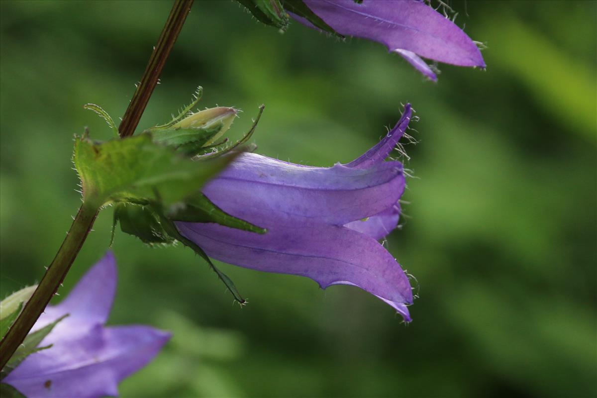 Campanula trachelium (door Willem Braam)