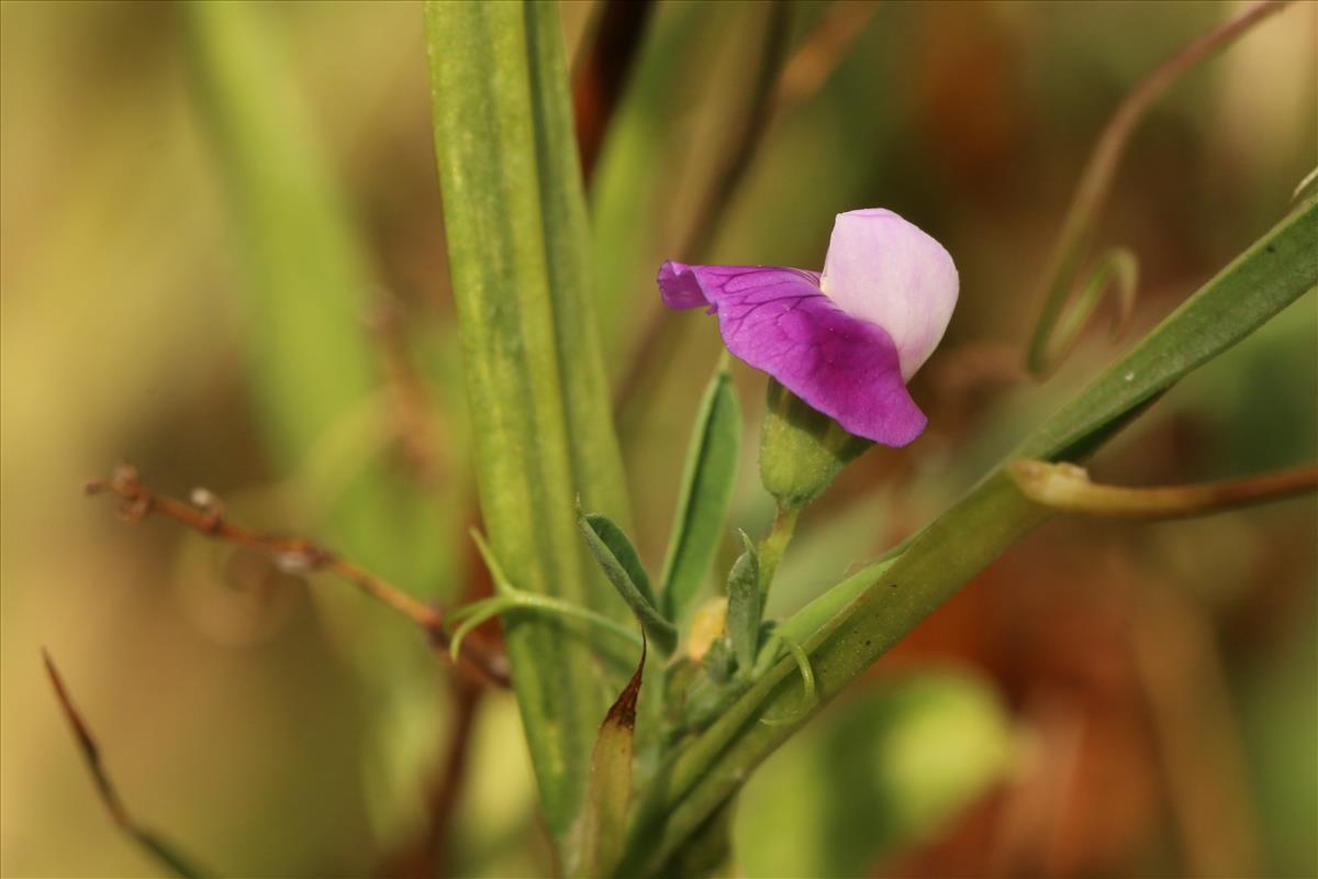 Lathyrus hirsutus (door Willem Braam)