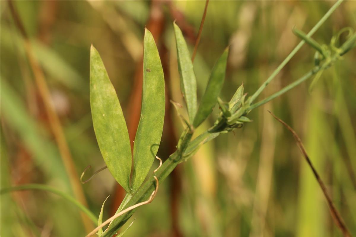 Lathyrus hirsutus (door Willem Braam)