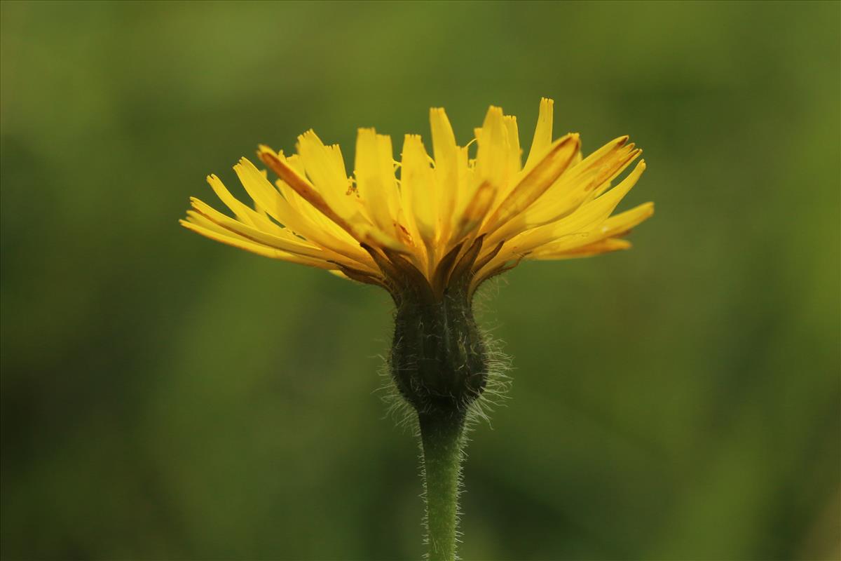 Leontodon hispidus (door Willem Braam)