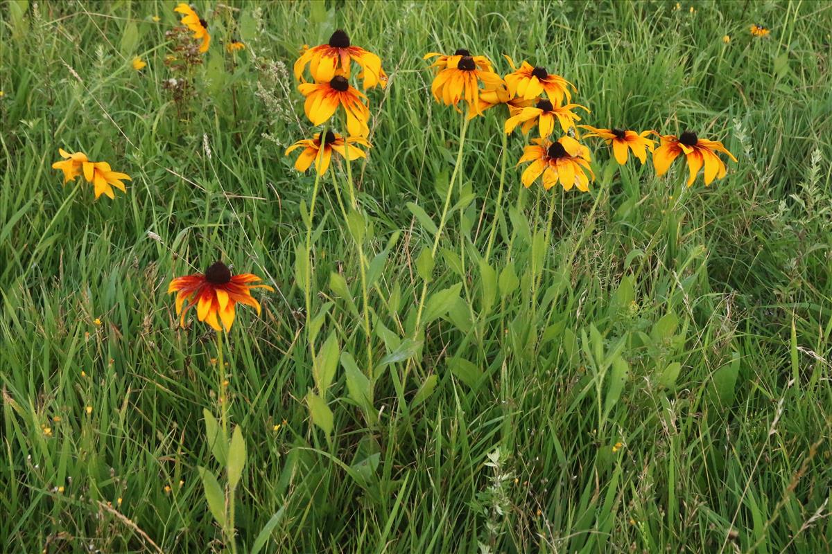 Rudbeckia hirta (door Willem Braam)