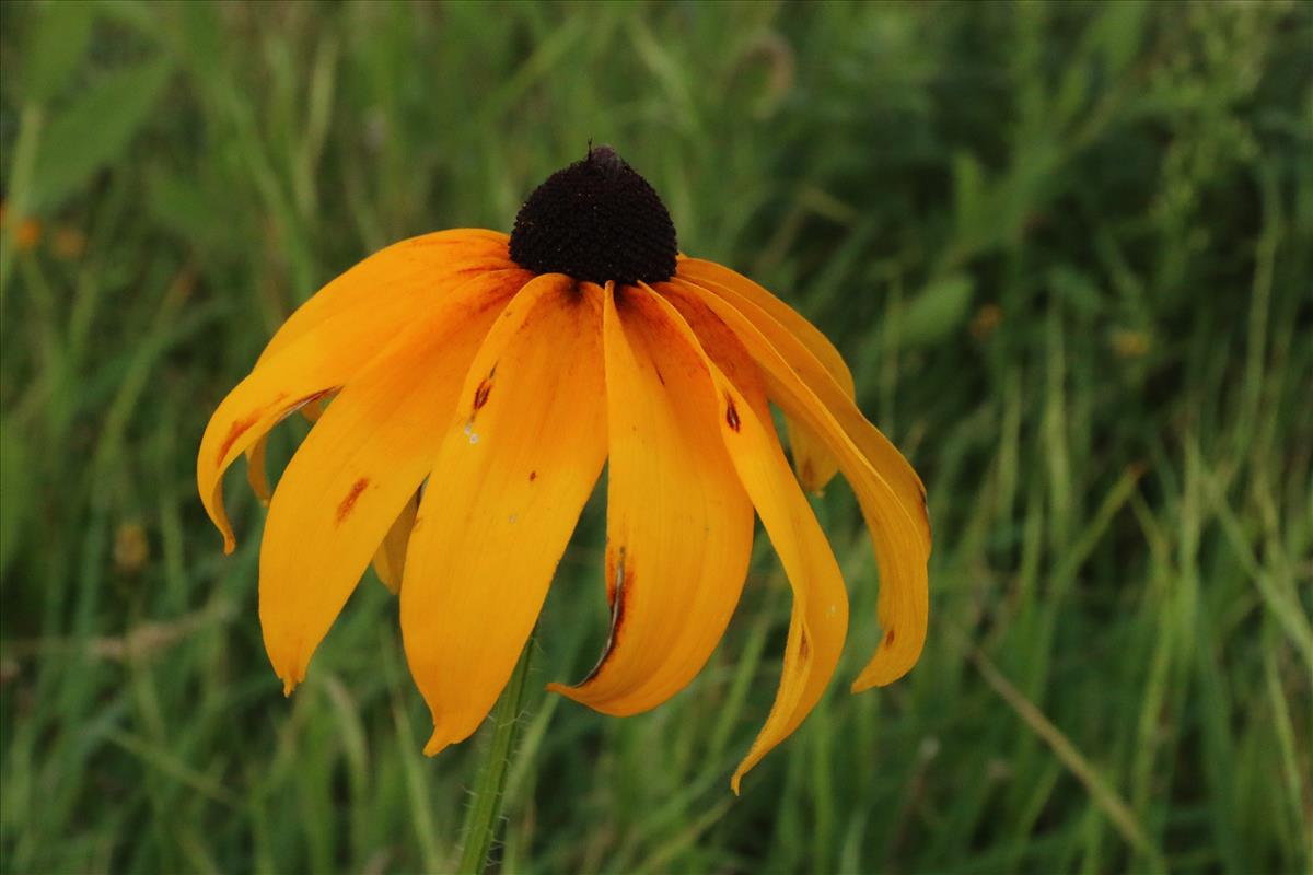 Rudbeckia hirta (door Willem Braam)