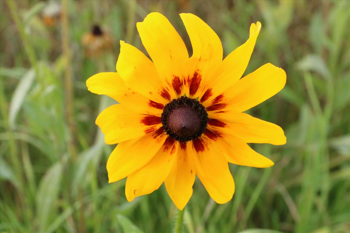 Rudbeckia hirta (door Willem Braam)