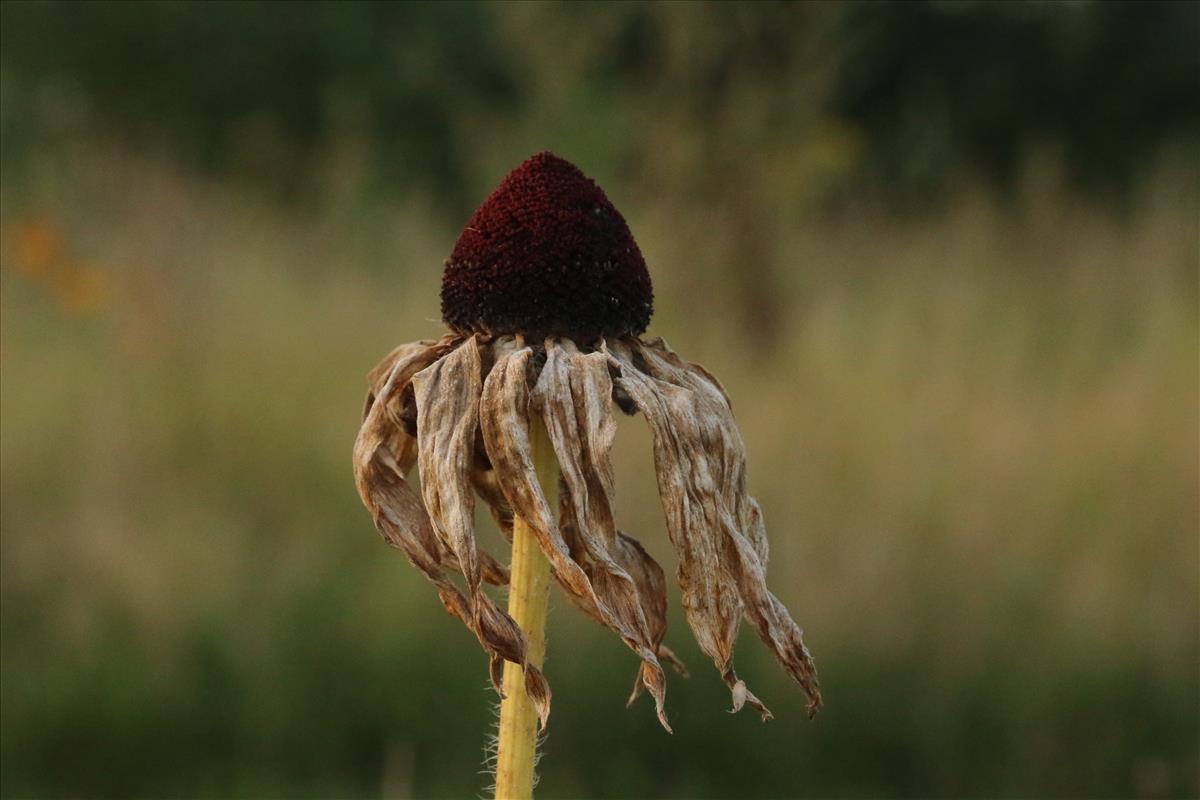 Rudbeckia hirta (door Willem Braam)