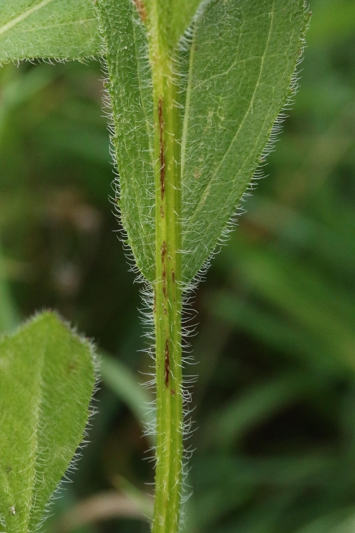 Rudbeckia hirta (door Willem Braam)