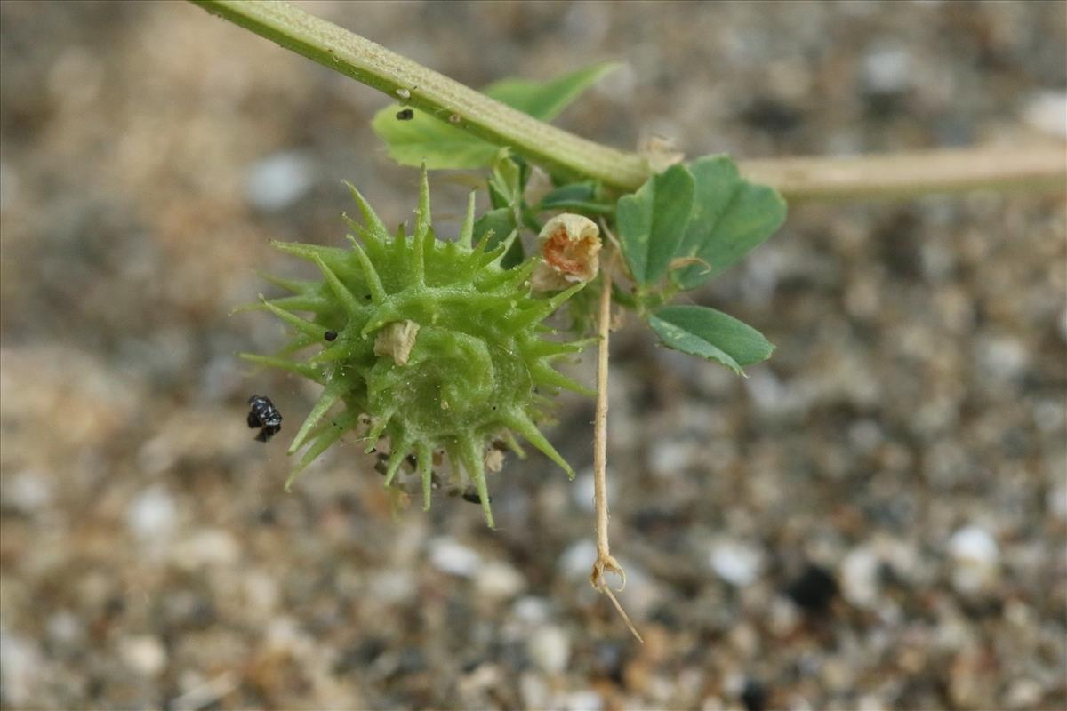 Medicago polymorpha (door Willem Braam)