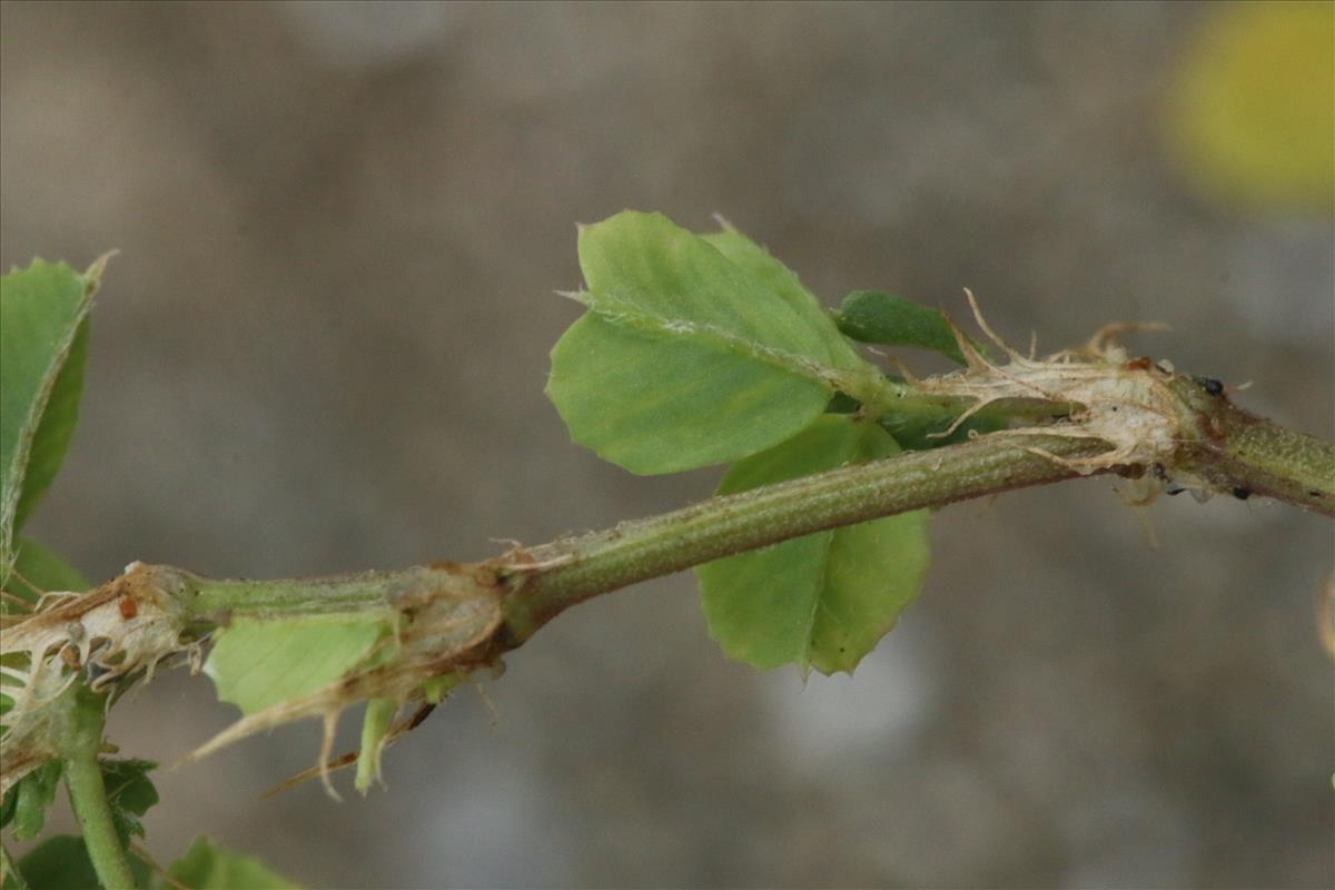 Medicago polymorpha (door Willem Braam)