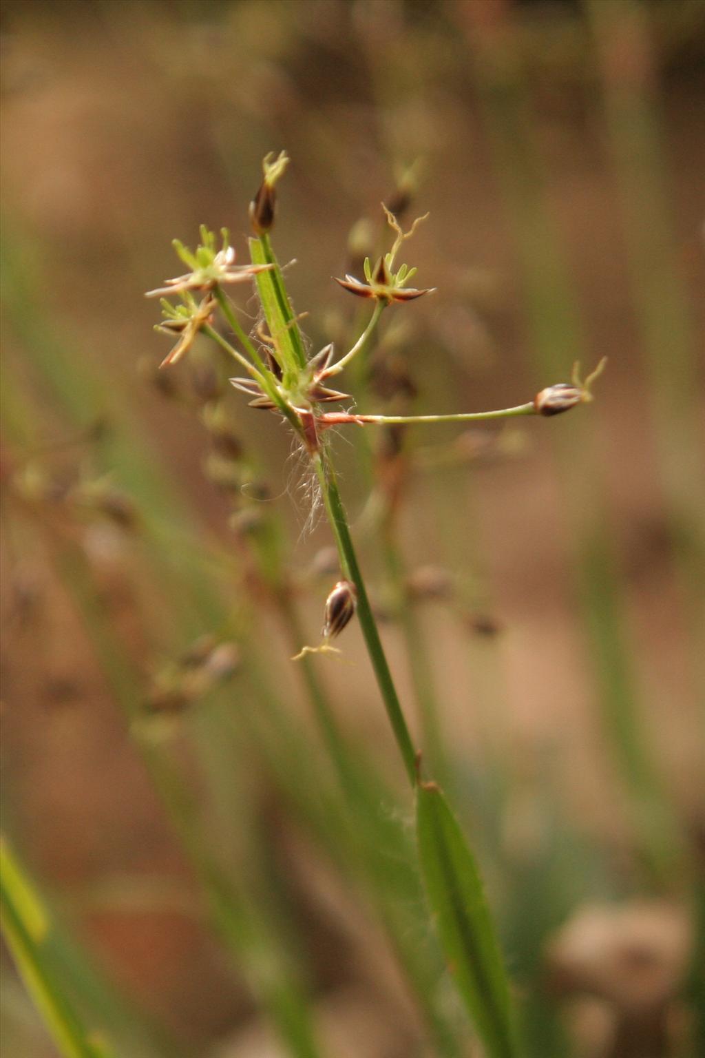 Luzula pilosa (door Willem Braam)