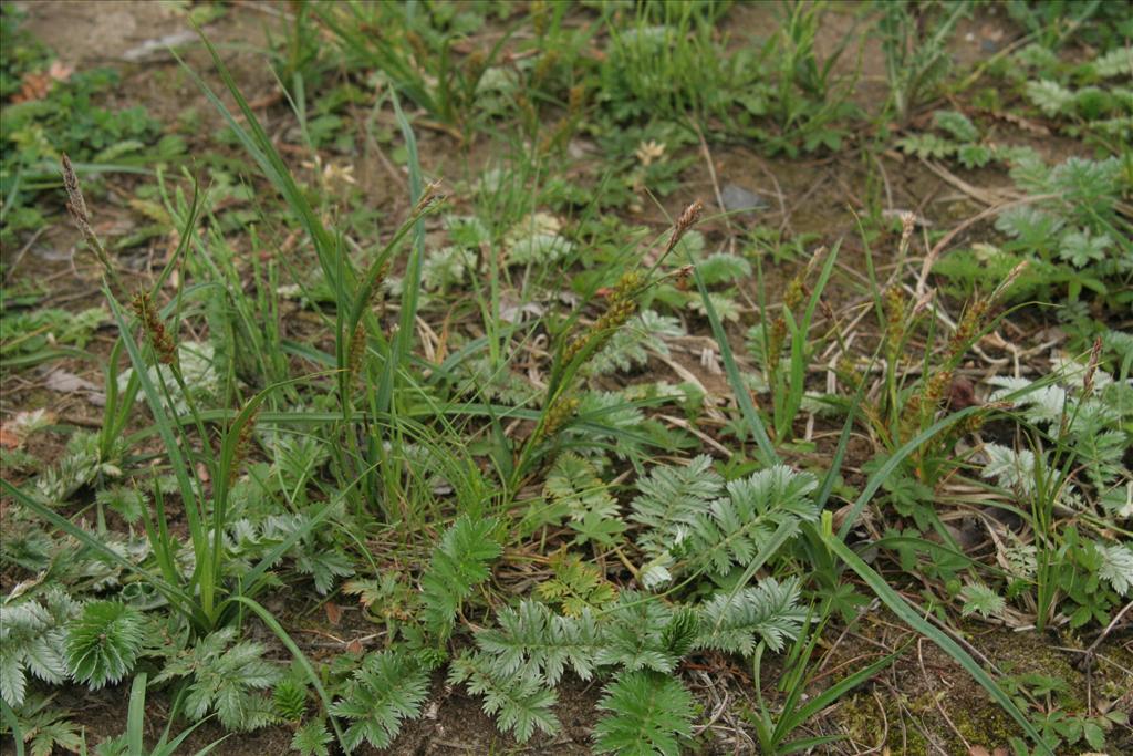 Carex hirta (door Willem Braam)