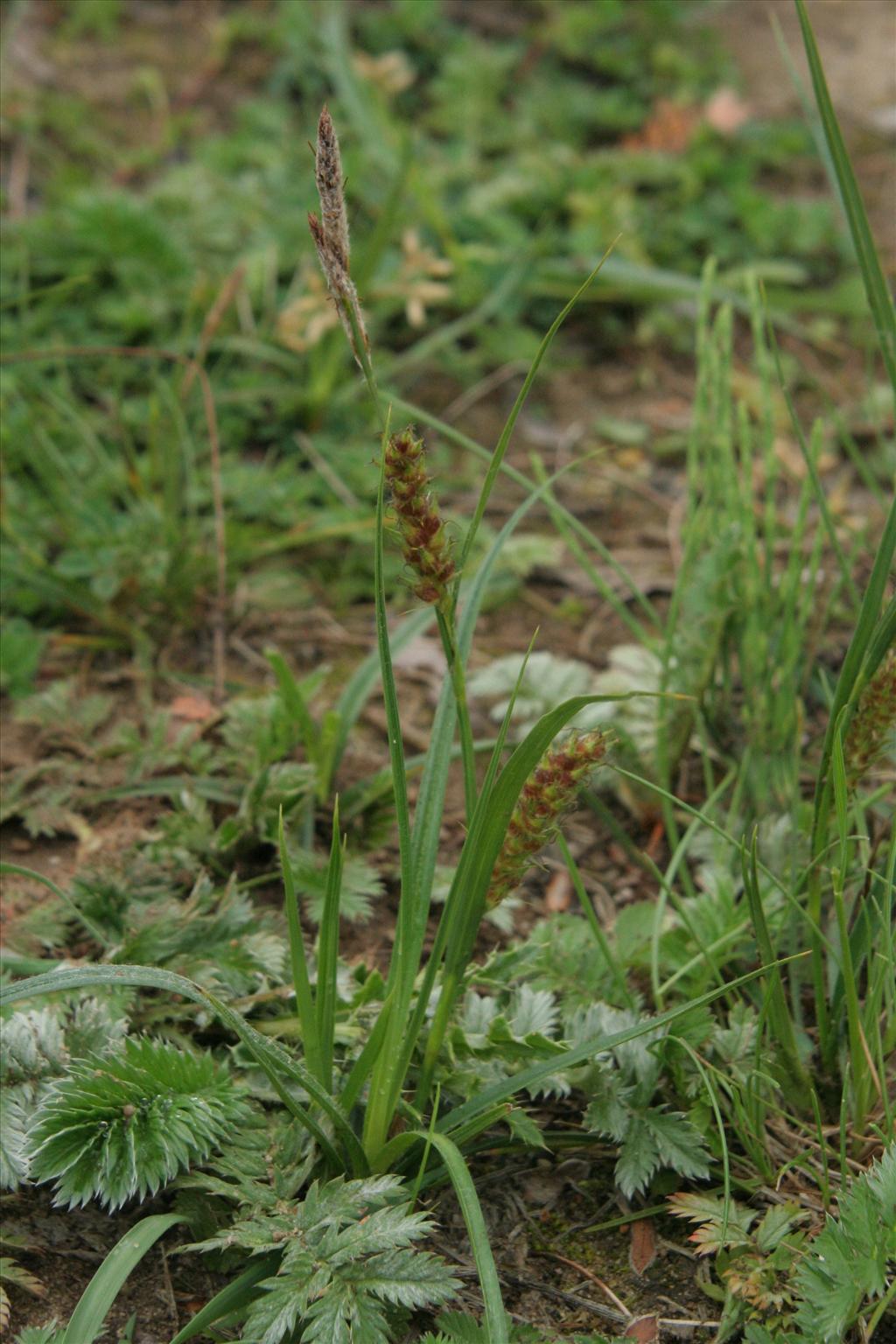 Carex hirta (door Willem Braam)