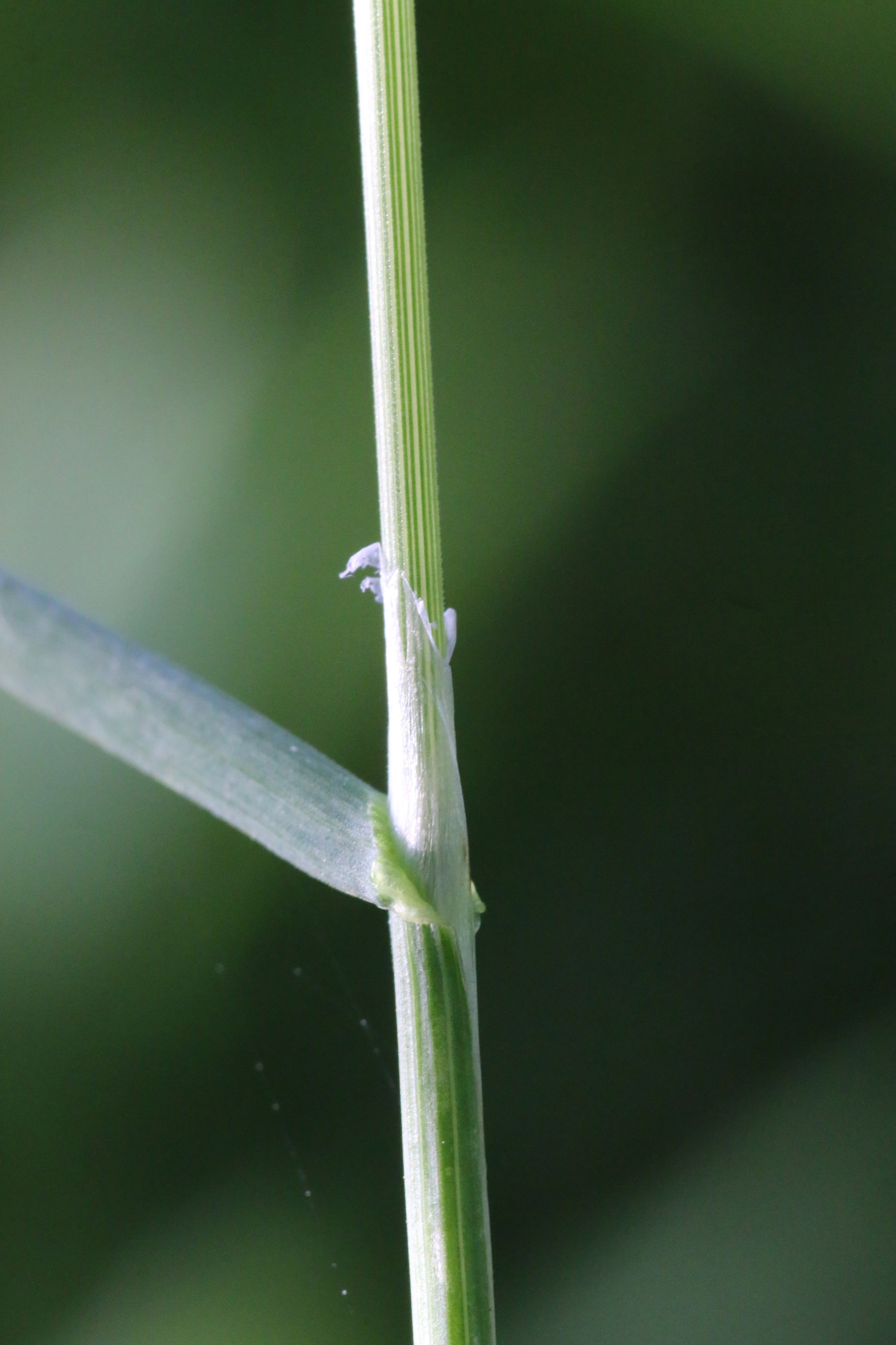 Poa trivialis (door Willem Braam)