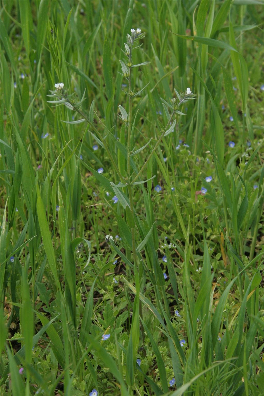 Lithospermum arvense (door Willem Braam)