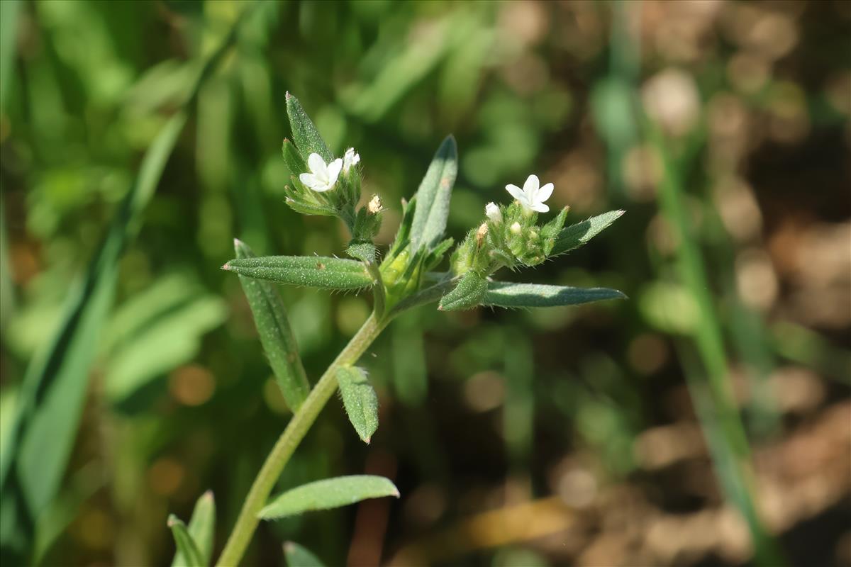 Lithospermum arvense (door Willem Braam)
