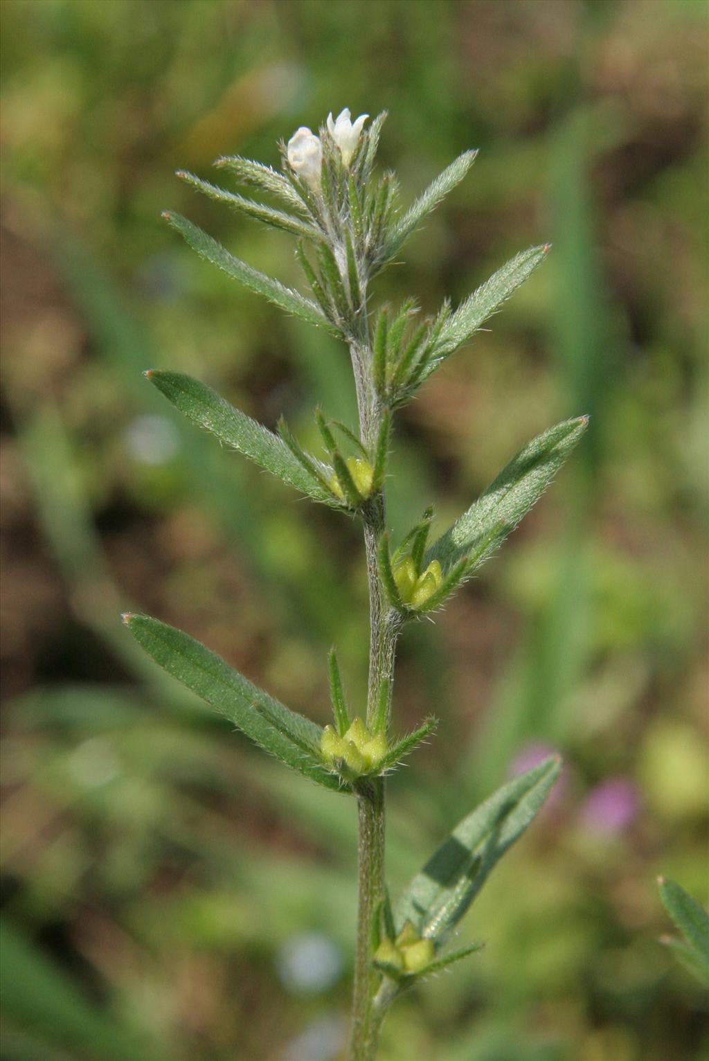 Lithospermum arvense (door Willem Braam)