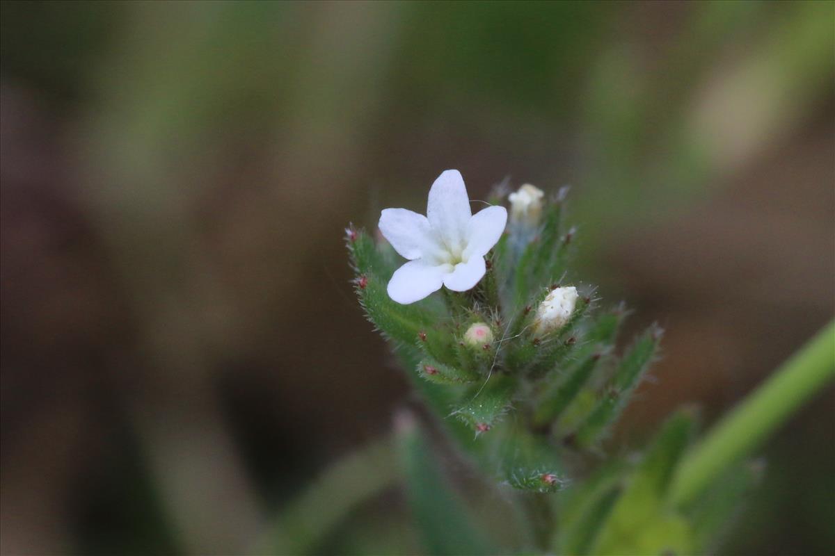 Lithospermum arvense (door Willem Braam)