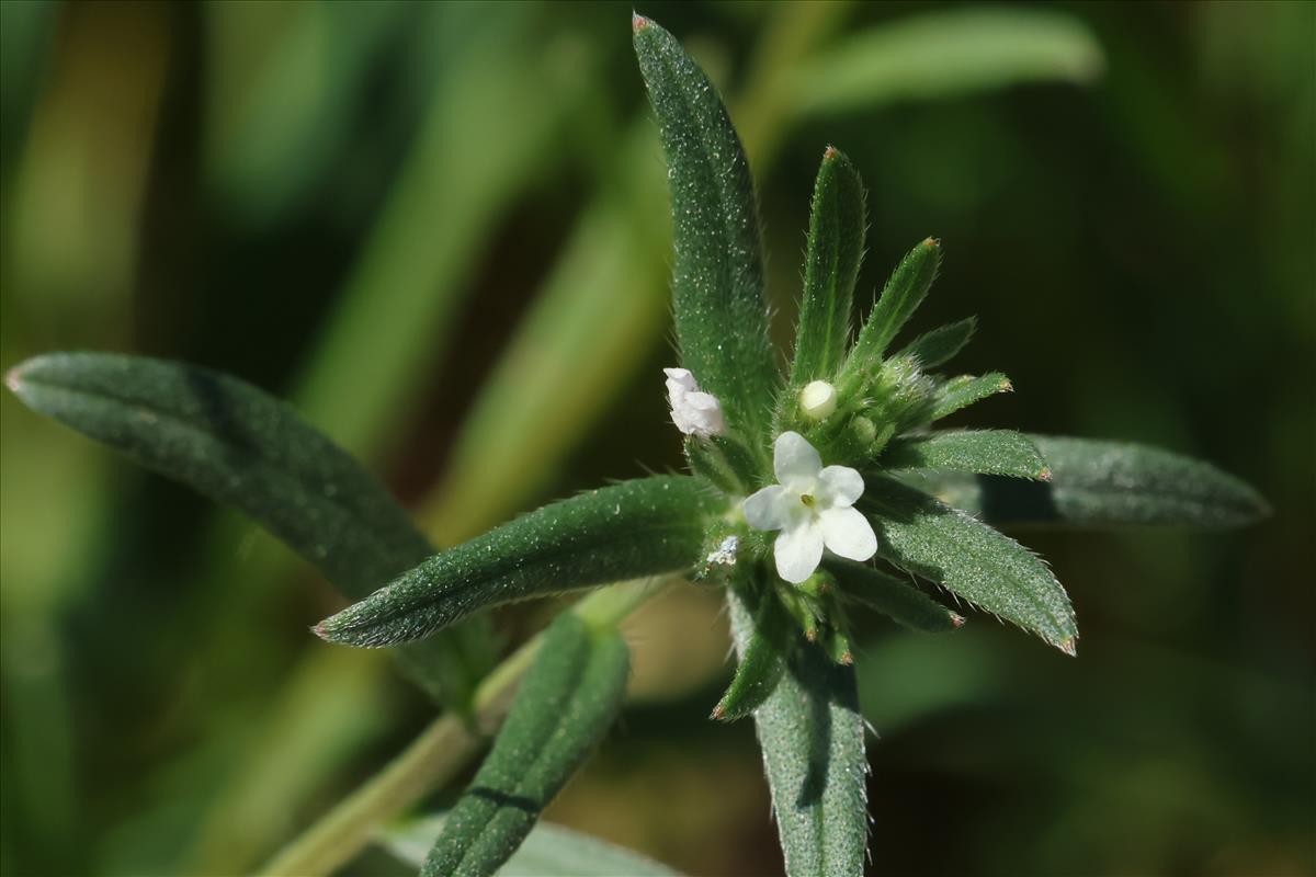 Lithospermum arvense (door Willem Braam)