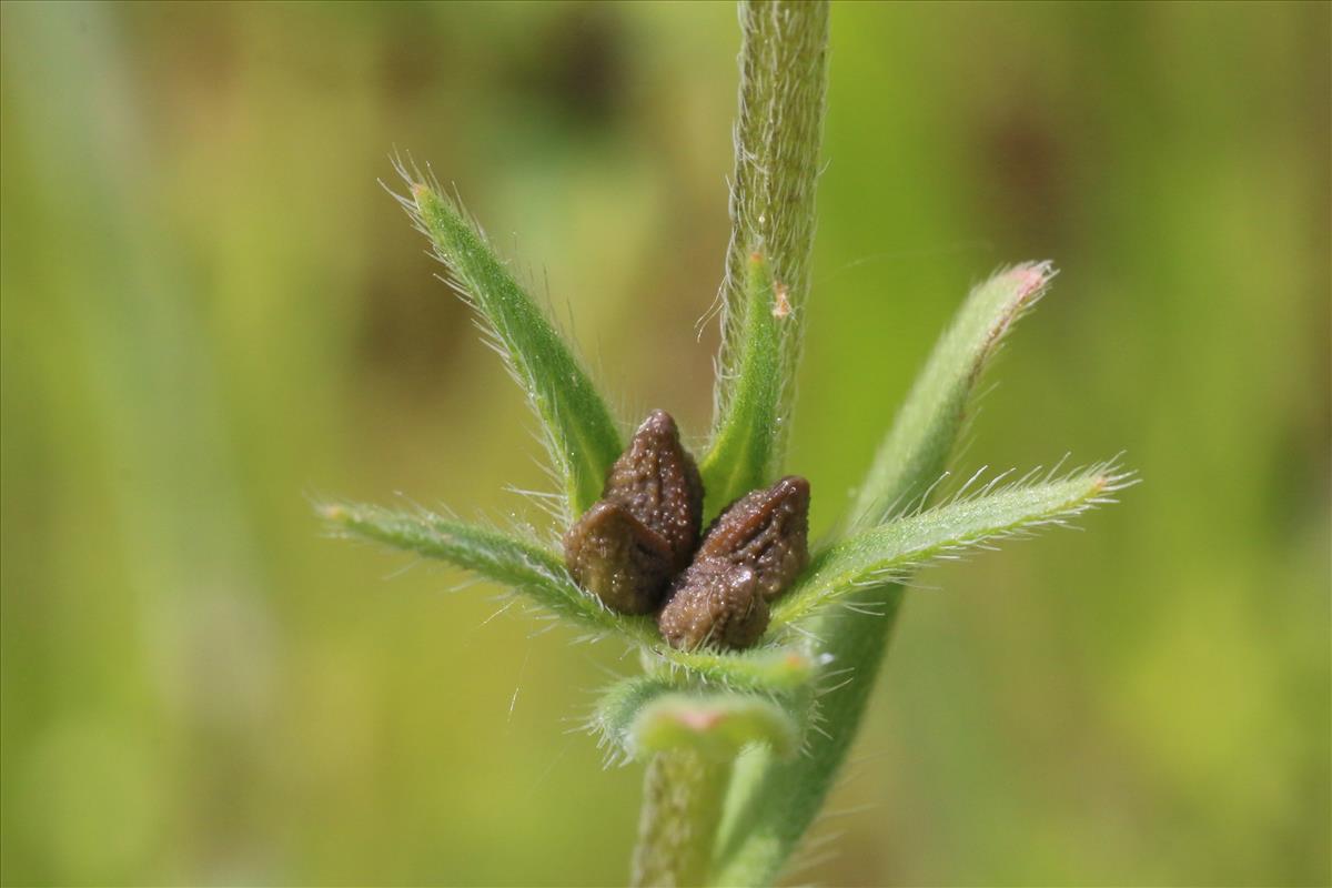 Lithospermum arvense (door Willem Braam)