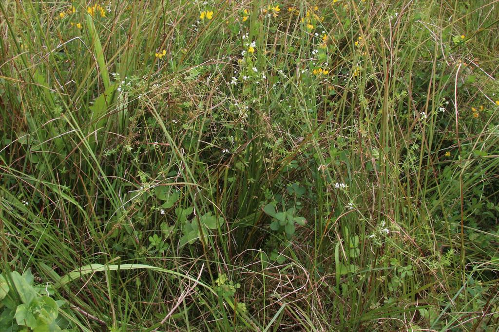 Galium uliginosum (door Willem Braam)