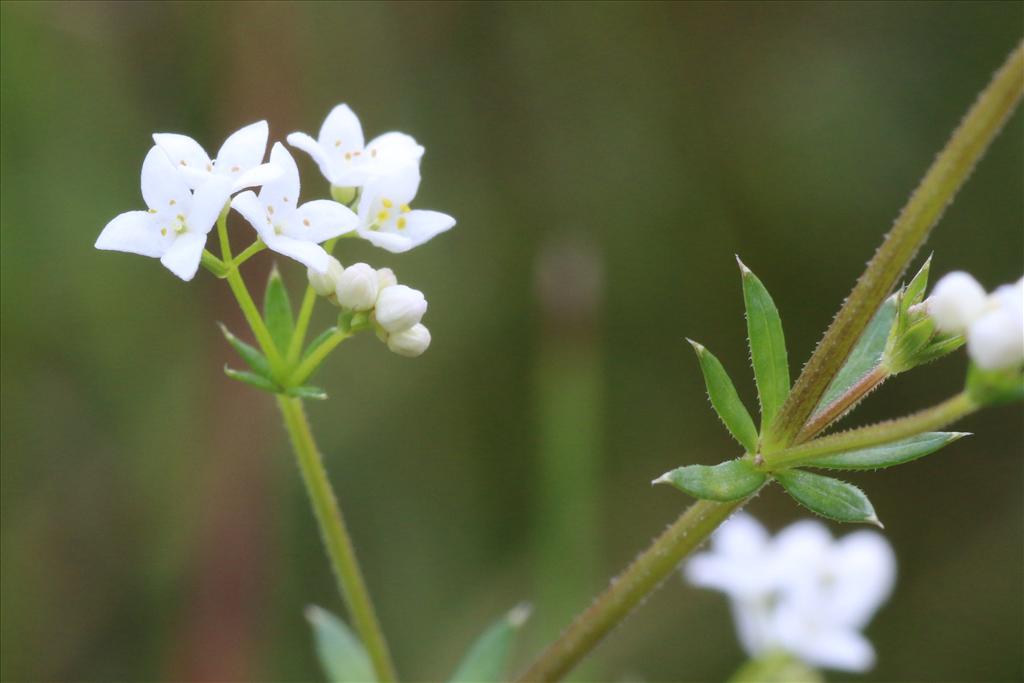 Galium uliginosum (door Willem Braam)