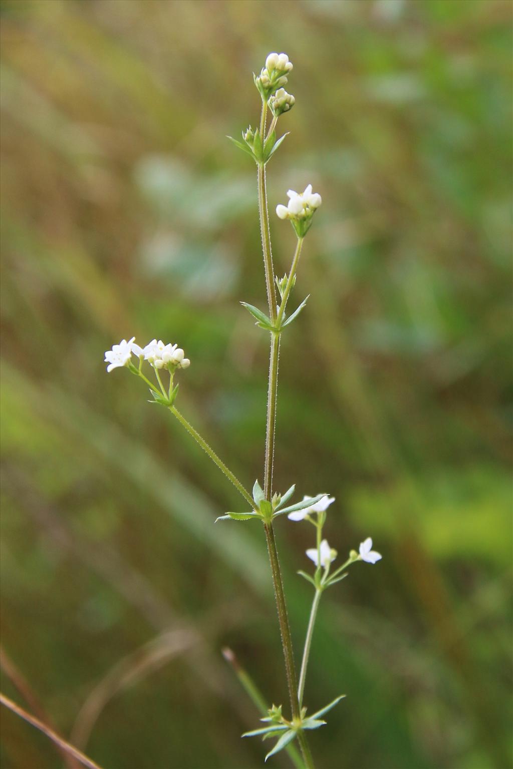 Galium uliginosum (door Willem Braam)