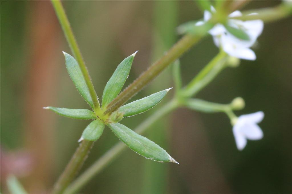 Galium uliginosum (door Willem Braam)