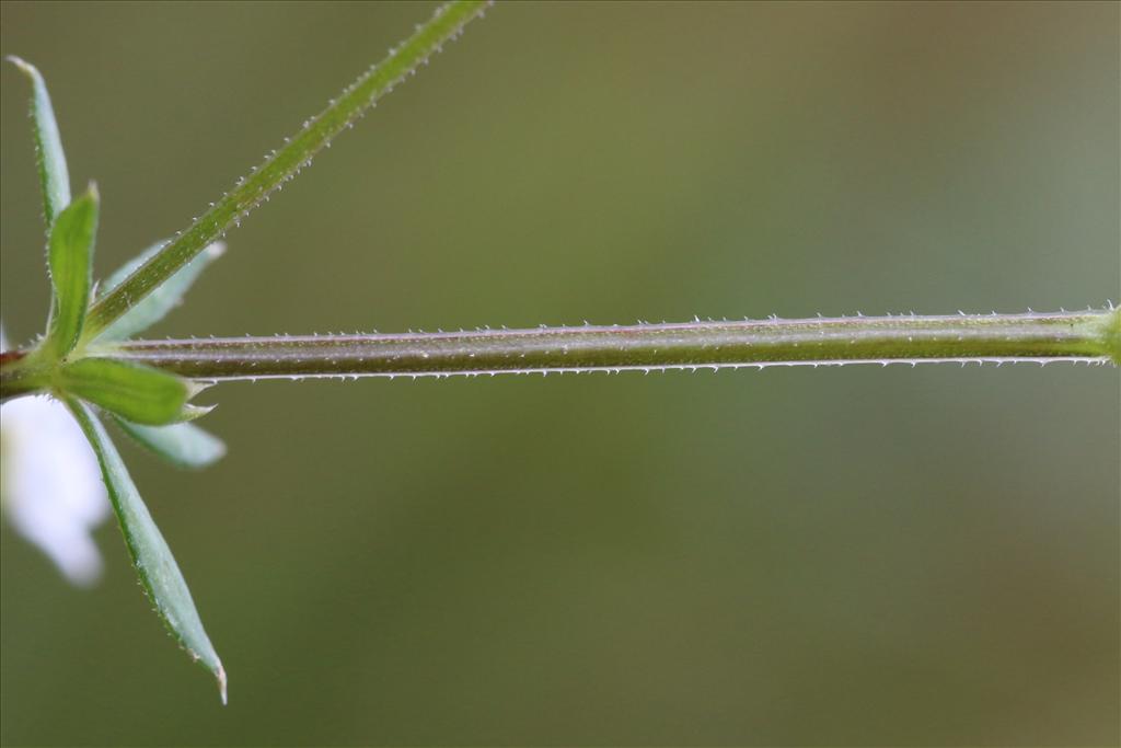 Galium uliginosum (door Willem Braam)