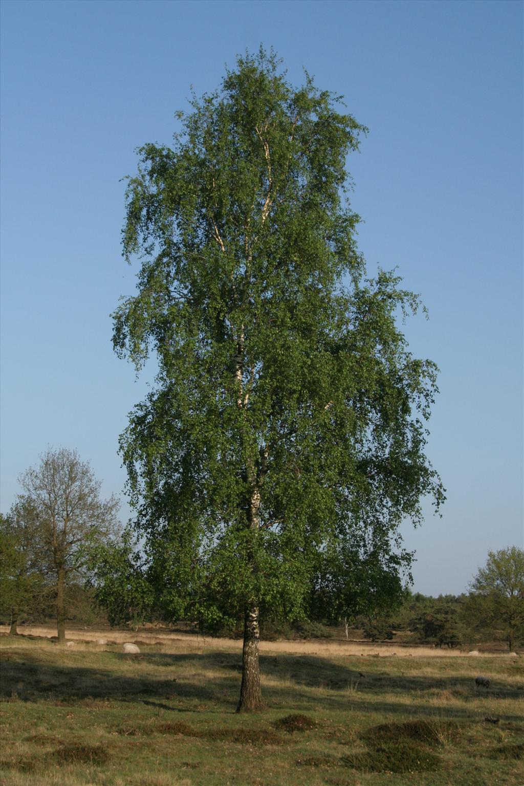 Betula pendula (door Willem Braam)