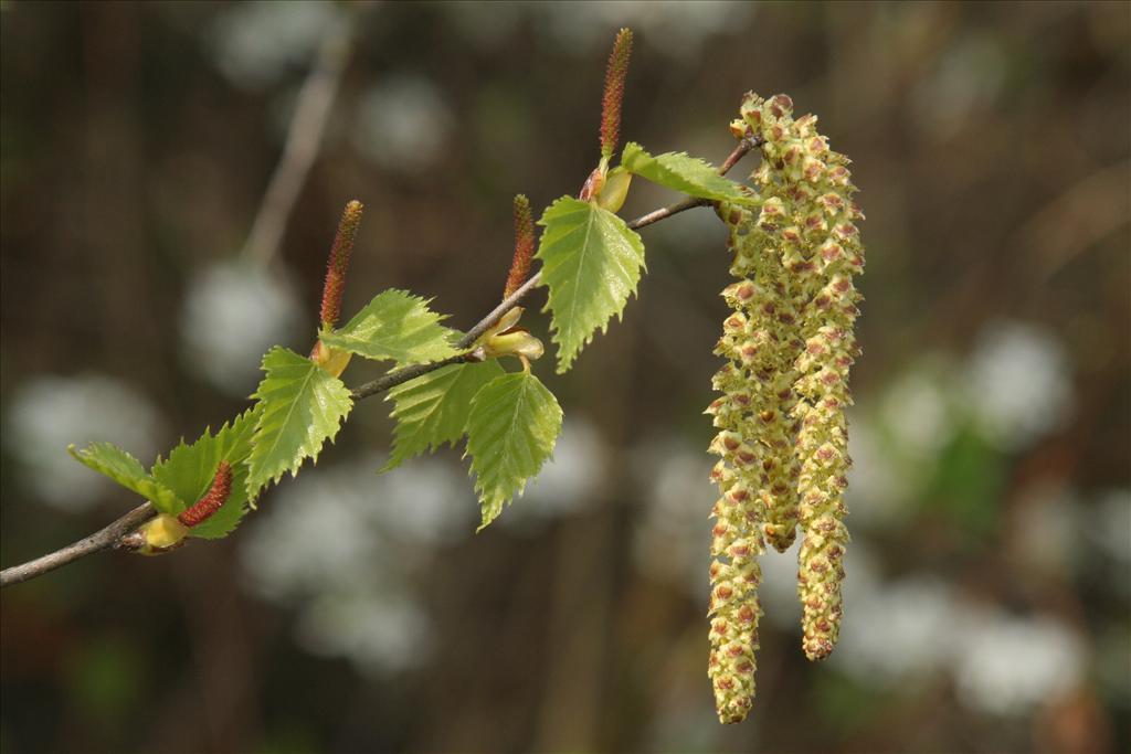 Betula pendula (door Willem Braam)