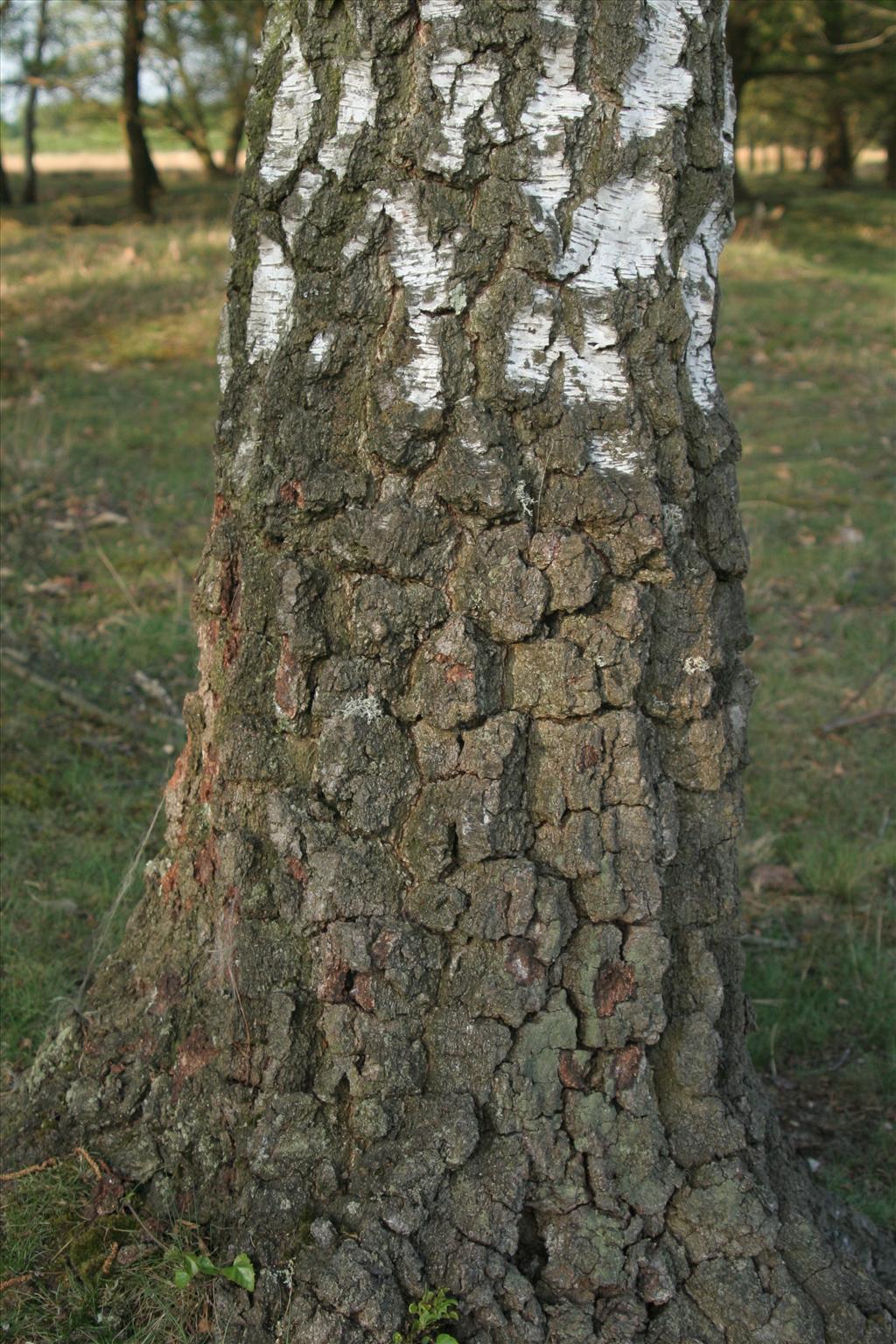 Betula pendula (door Willem Braam)