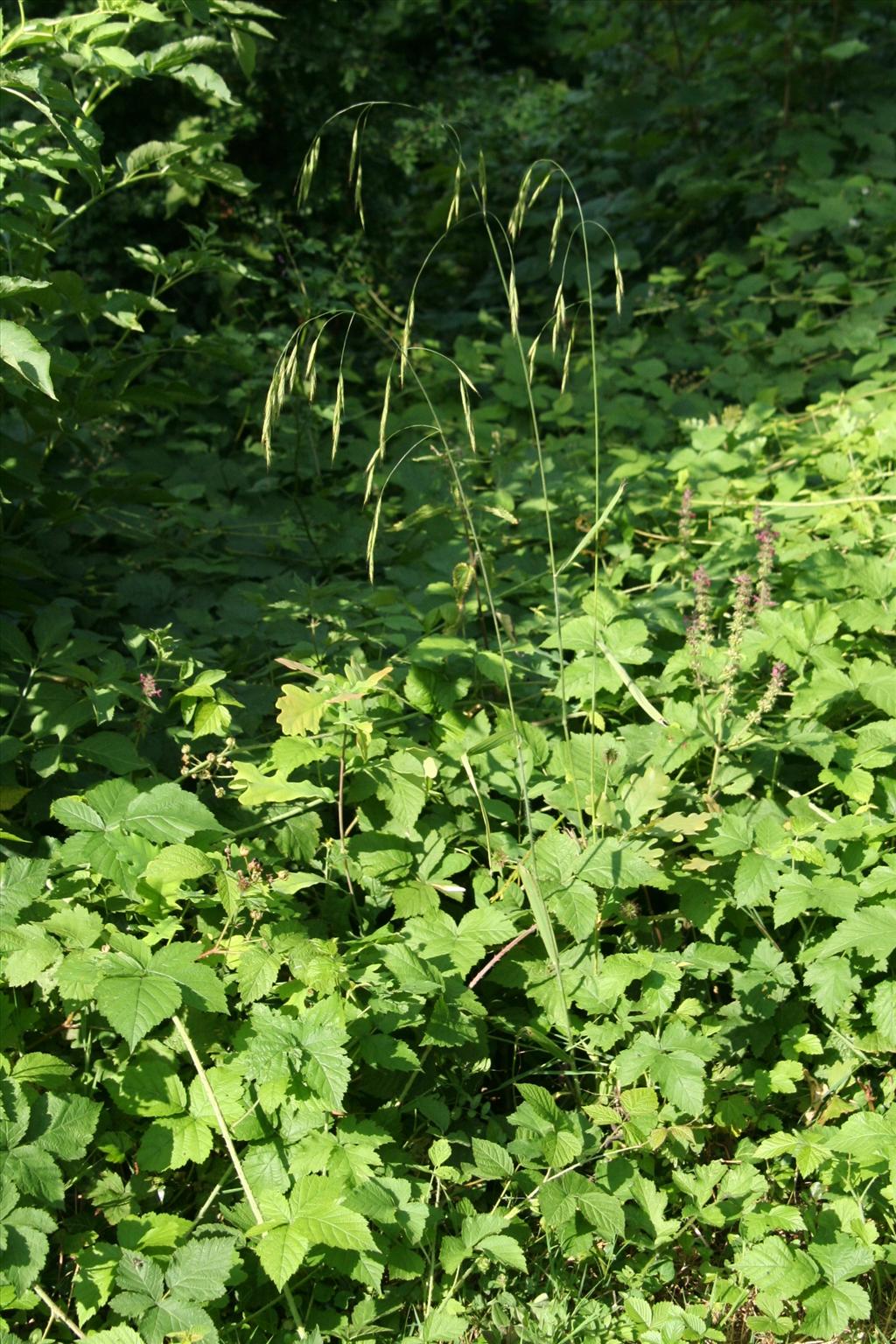 Bromopsis ramosa subsp. ramosa (door Willem Braam)