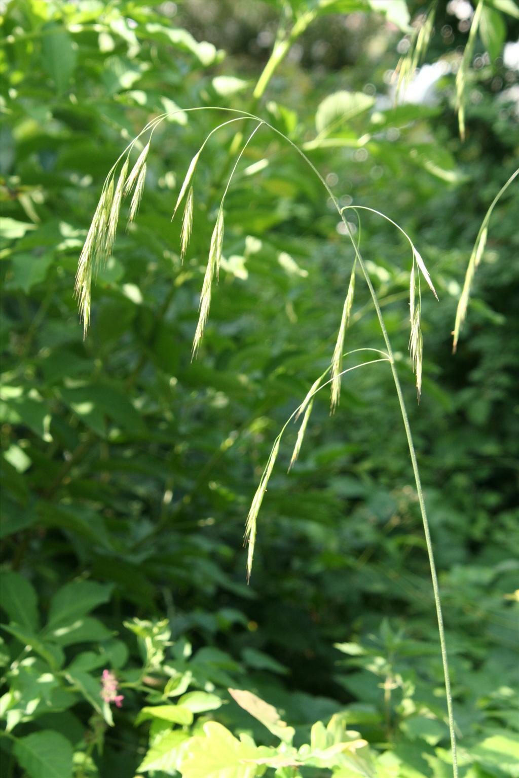 Bromopsis ramosa subsp. ramosa (door Willem Braam)