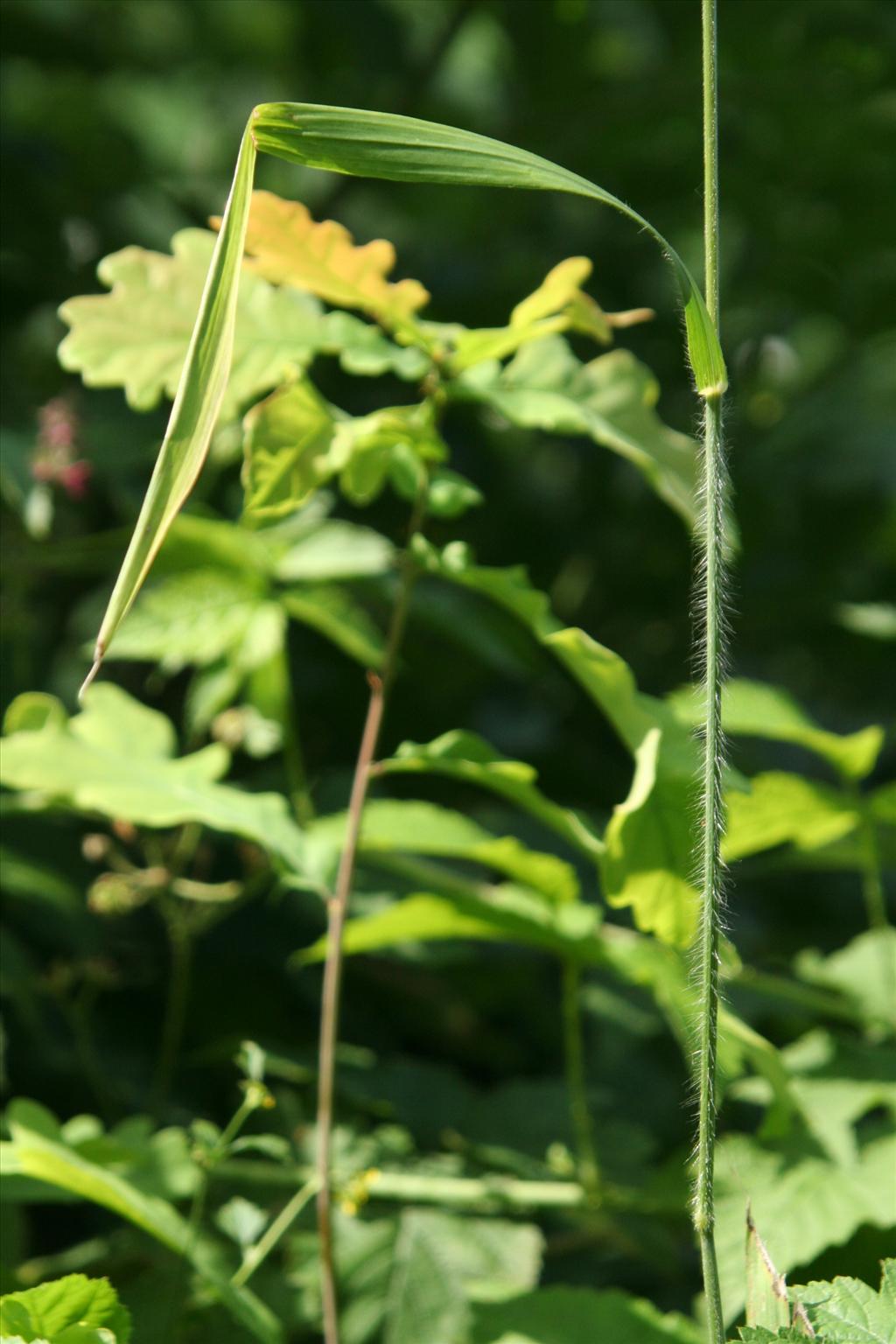 Bromopsis ramosa subsp. ramosa (door Willem Braam)