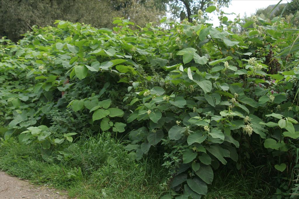 Fallopia sachalinensis (door Willem Braam)