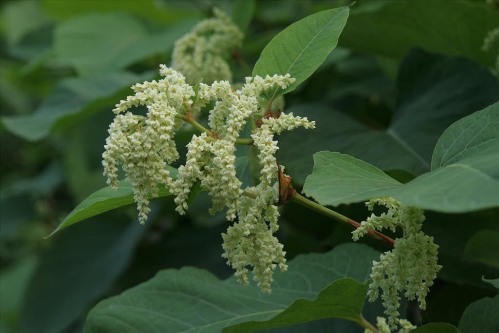 Fallopia sachalinensis (door Willem Braam)